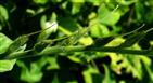  Pistils and calyx